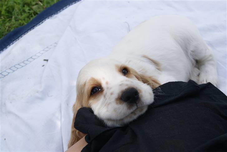 Blanding af racer Holger - Holgers første dag hos os:) billede 5