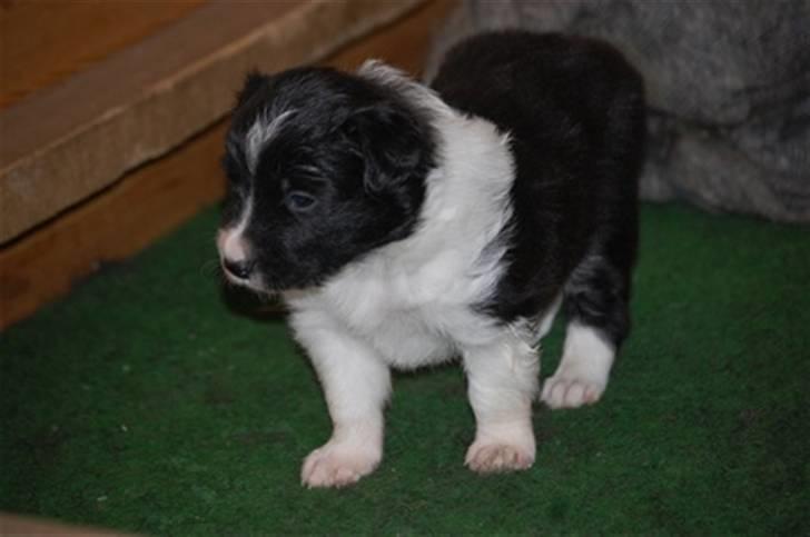 Border collie LP 1 Speedy - Da jeg var lille bitte hos min mor billede 2