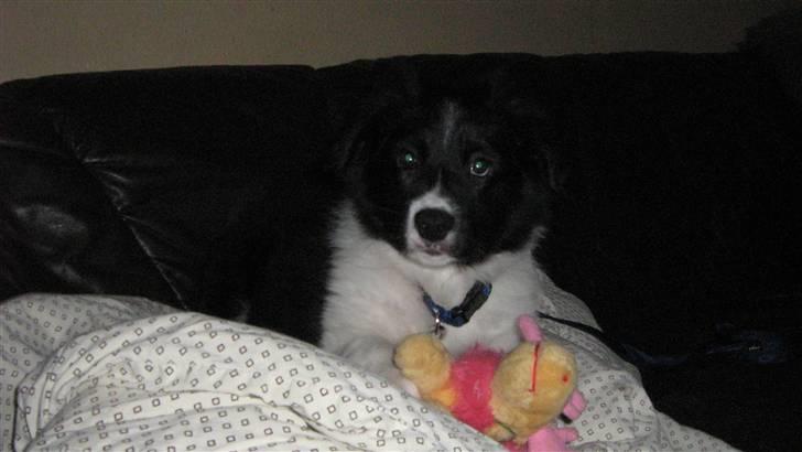 Border collie LP 1 Speedy - Hej mor tager du nu igen billeder  billede 3