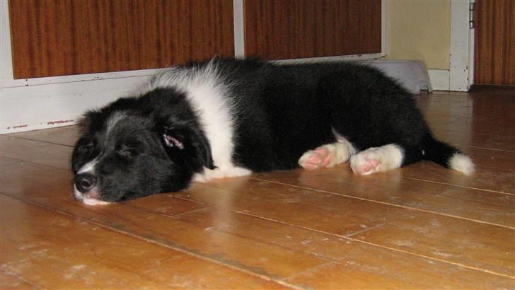 Border collie LP 1 Speedy - En meget træt dreng billede 4