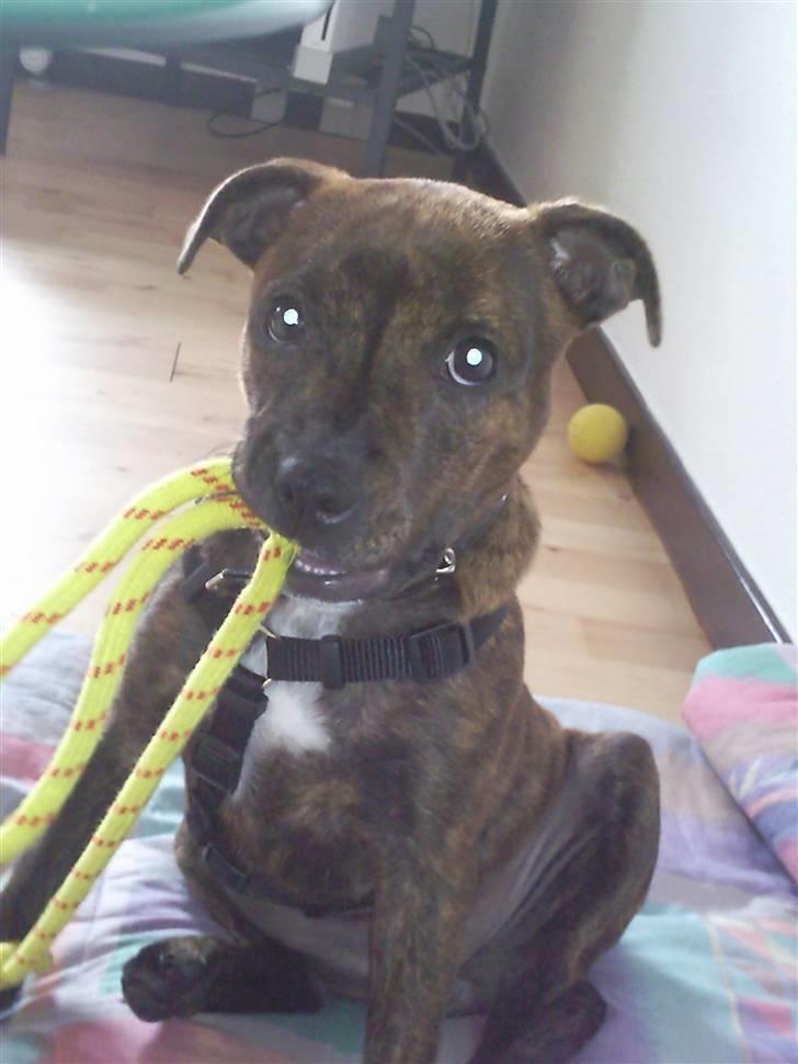 Staffordshire bull terrier Tulle billede 1