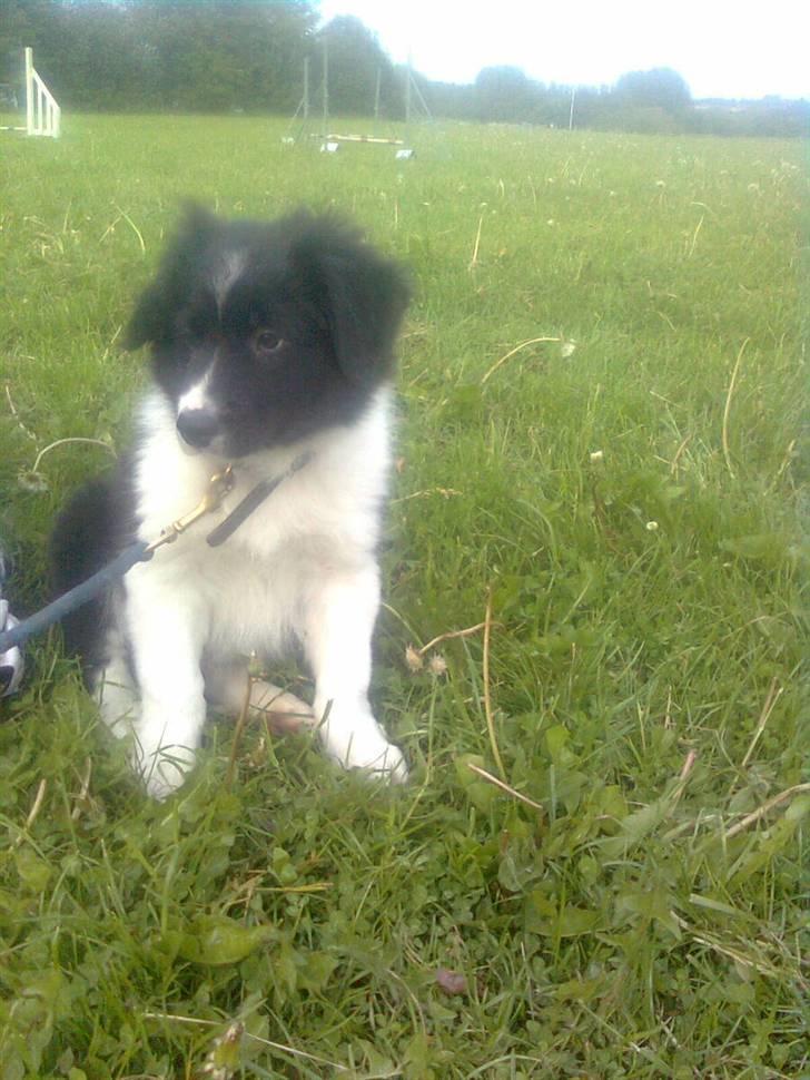 Border collie LP 1 Speedy - Speedy 9 uger - første gang jeg mødte min nye makker billede 5