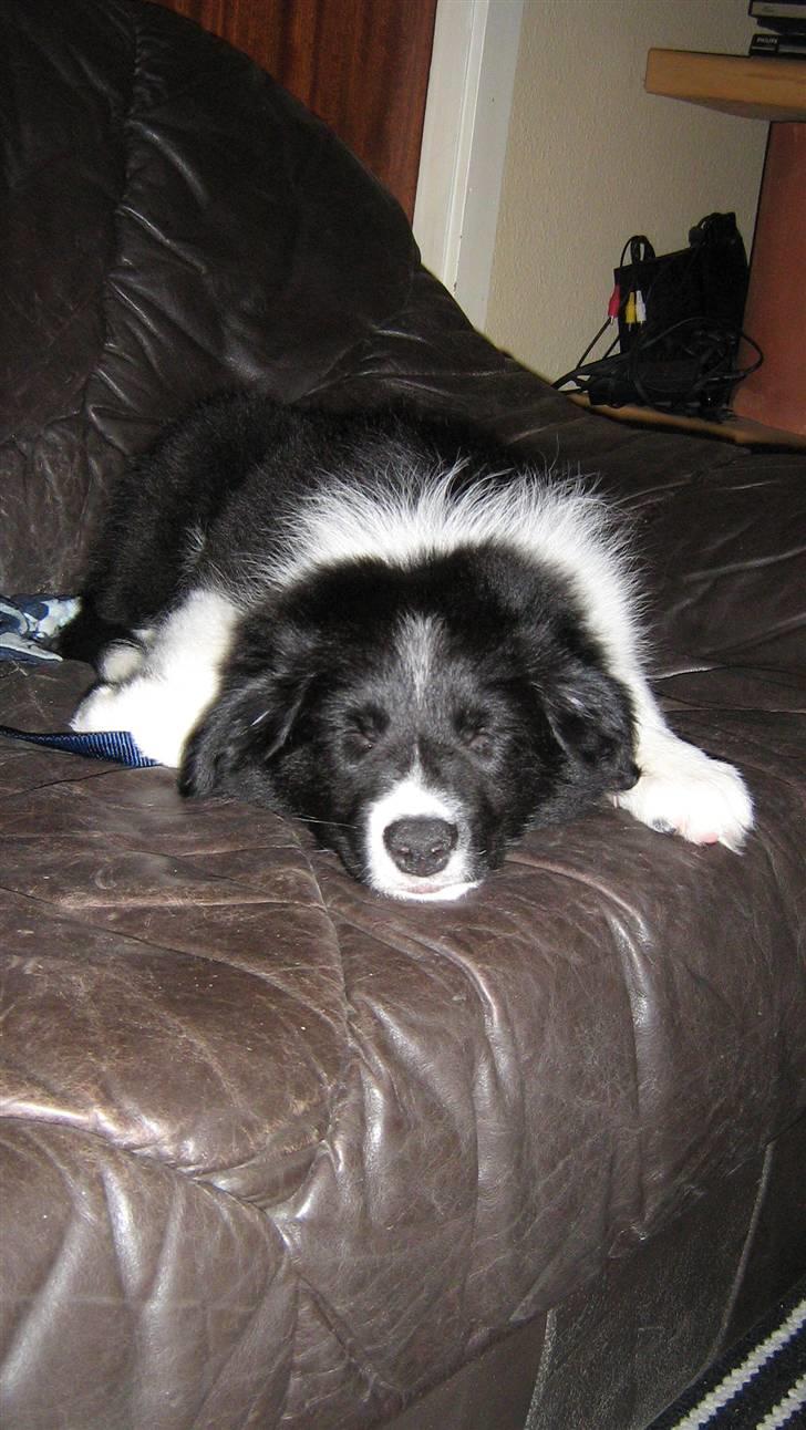 Border collie LP 1 Speedy billede 6