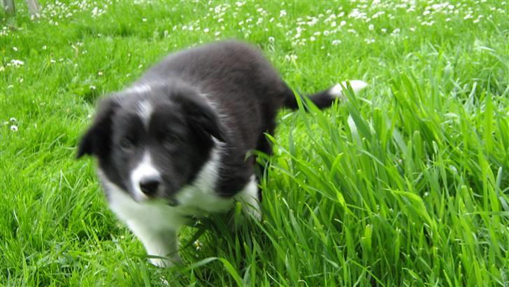 Border collie LP 1 Speedy - Jeg kan allerede løbe stærkt ;o) billede 7
