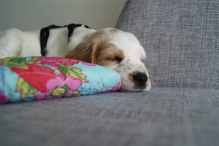 Blanding af racer Holger - Holger 8 uger billede 6