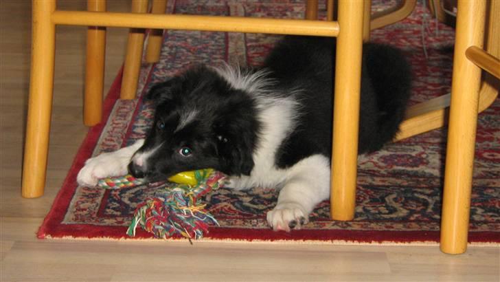Border collie LP 1 Speedy billede 8