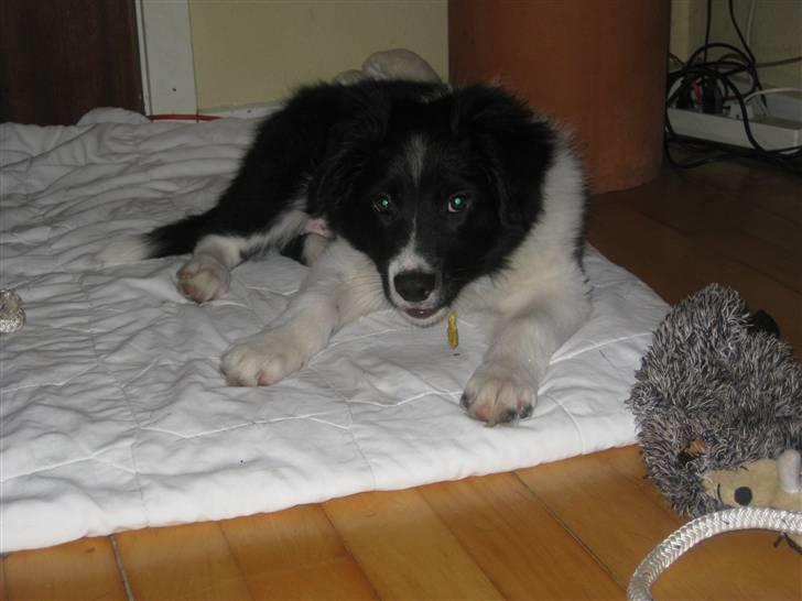 Border collie LP 1 Speedy - Speedy 10 uger billede 9
