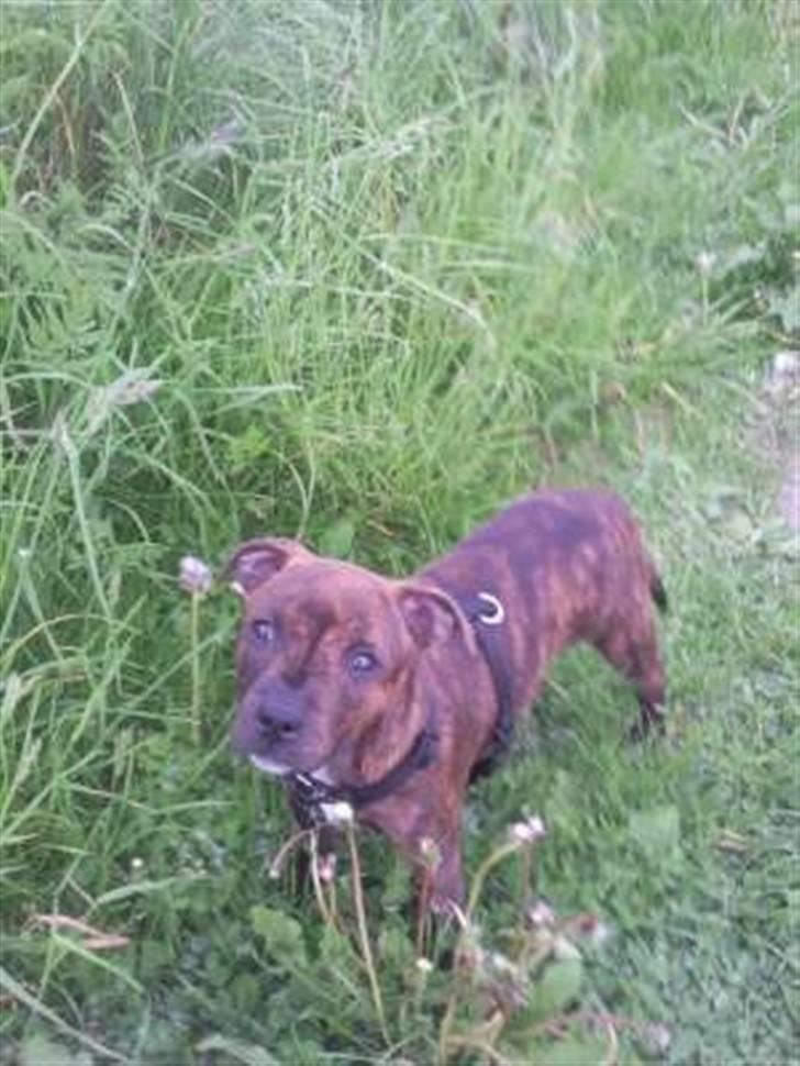 Staffordshire bull terrier Tulle billede 2