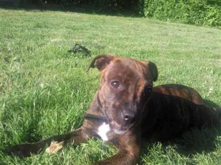 Staffordshire bull terrier Tulle billede 3