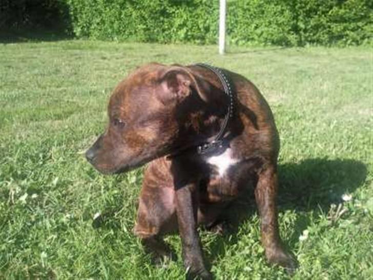 Staffordshire bull terrier Tulle billede 4