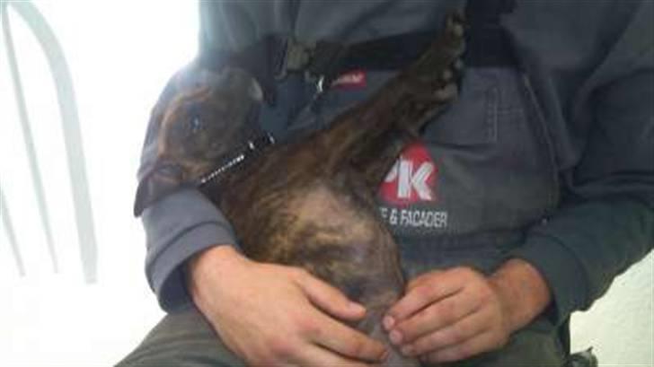 Staffordshire bull terrier Tulle billede 5