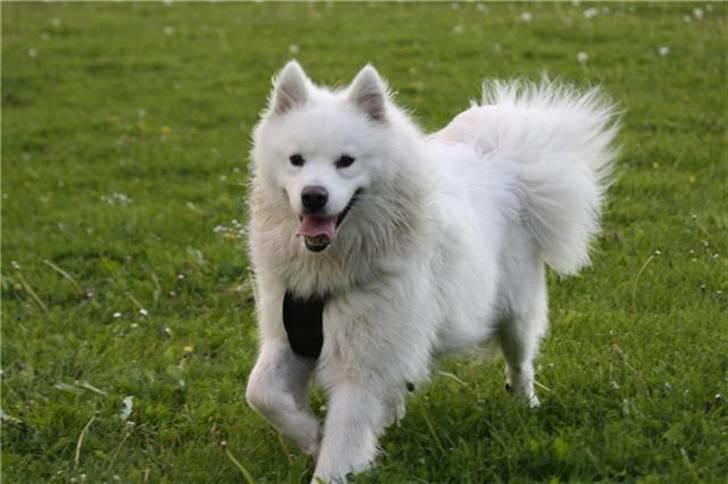 Samojedhund Koda  - Koda forår 2010 billede 19