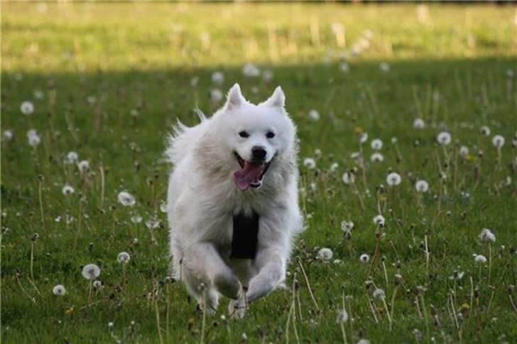 Samojedhund Koda  - Koda forår 2010 billede 20