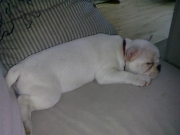 Fransk bulldog Troja billede 7