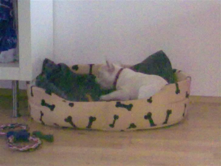 Fransk bulldog Troja billede 8