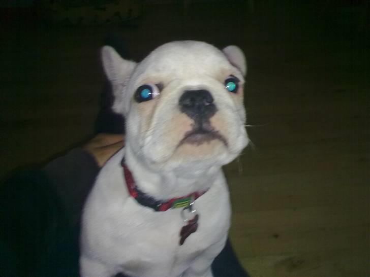 Fransk bulldog Troja billede 9