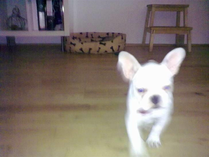 Fransk bulldog Troja billede 10