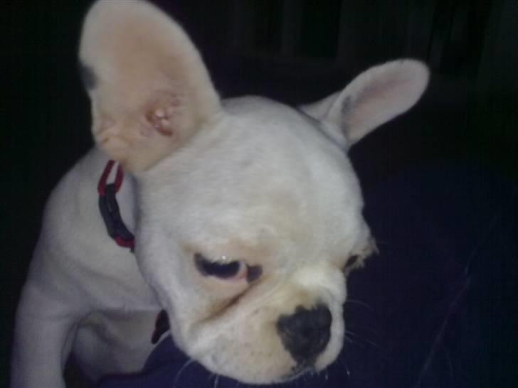 Fransk bulldog Troja billede 11