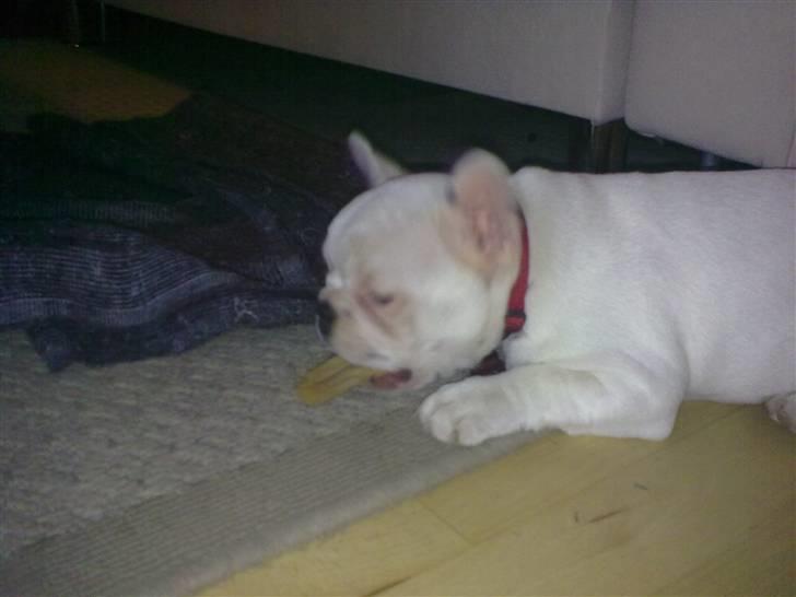 Fransk bulldog Troja billede 12