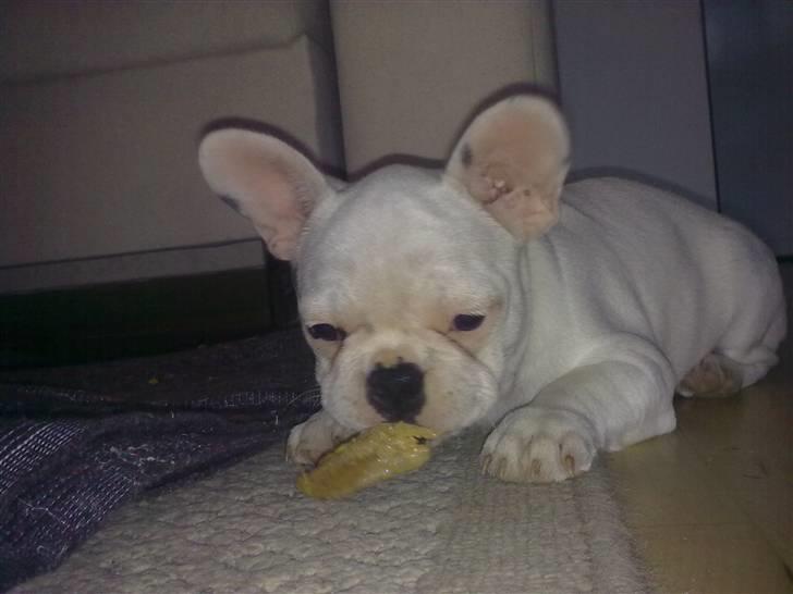 Fransk bulldog Troja billede 13