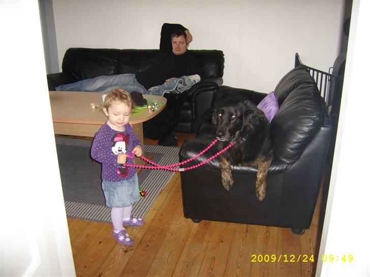 Blanding af racer Baloo billede 11