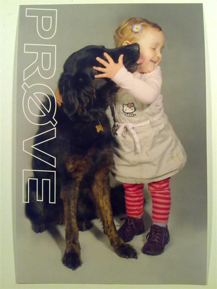 Blanding af racer Baloo billede 12