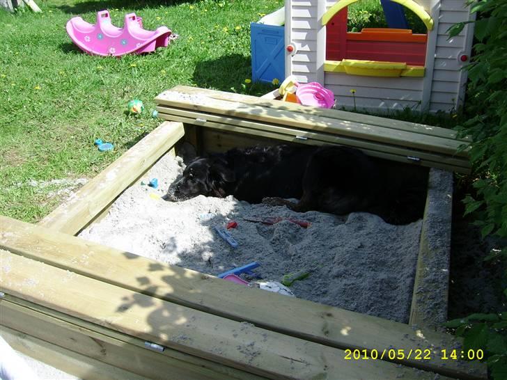 Blanding af racer Baloo billede 13