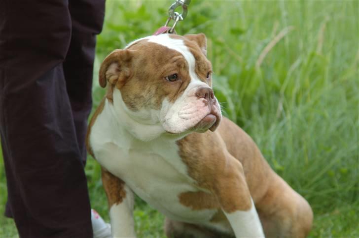 Olde english bulldogge Tennessee (RIP) billede 1