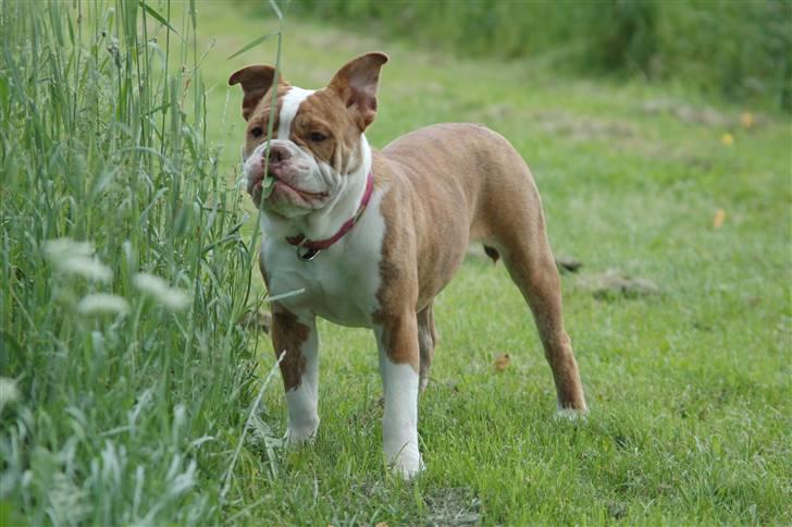Olde english bulldogge Tennessee (RIP) billede 2