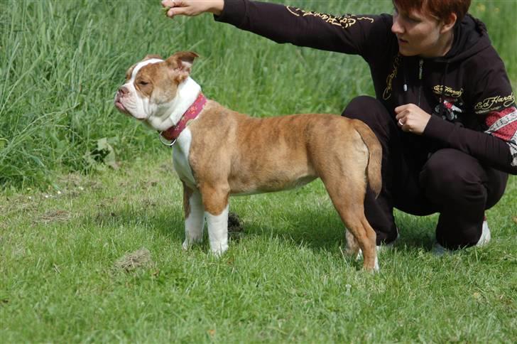 Olde english bulldogge Tennessee (RIP) billede 3