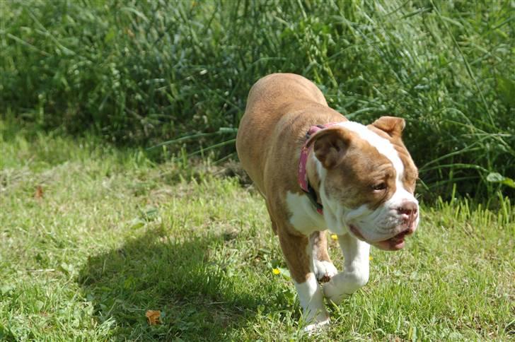 Olde english bulldogge Tennessee (RIP) billede 4