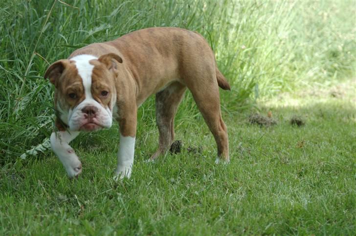 Olde english bulldogge Tennessee (RIP) billede 5