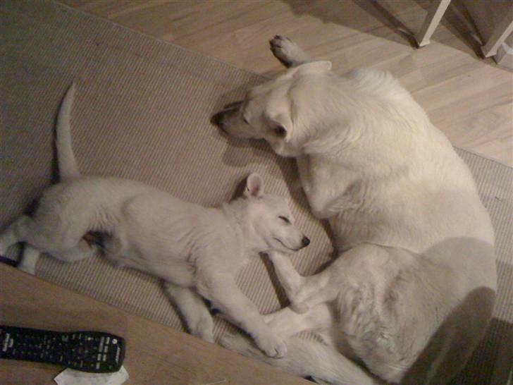 Hvid schæfer Egeborgs White Enzo - Total afslapning billede 10