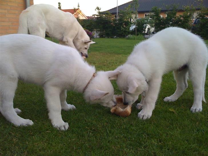 Hvid schæfer Egeborgs White Enzo - Deler kødben med min bror Elton - det er mig til højre og Kida i baggrunden billede 12