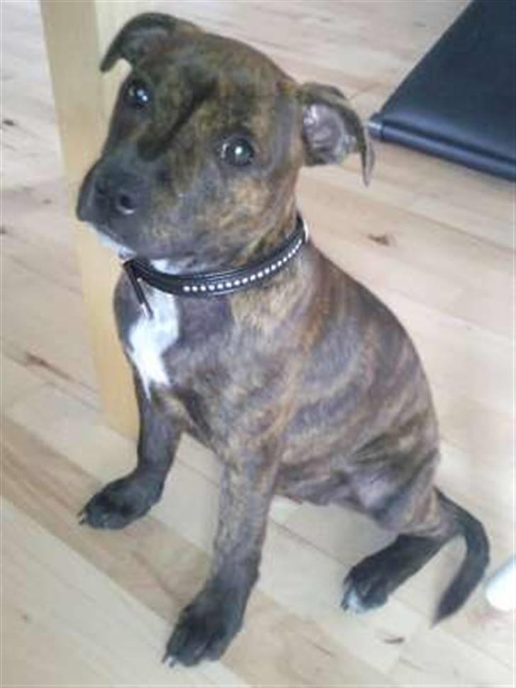 Staffordshire bull terrier Tulle billede 6