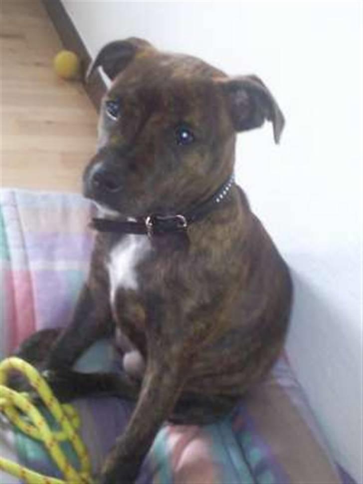 Staffordshire bull terrier Tulle billede 7