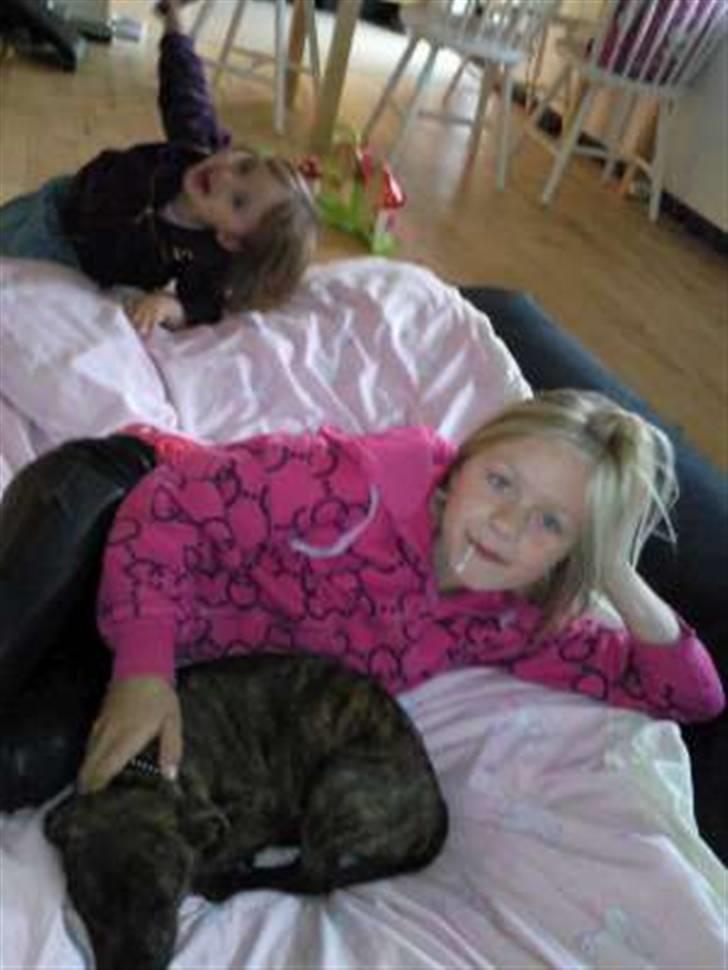 Staffordshire bull terrier Tulle billede 8