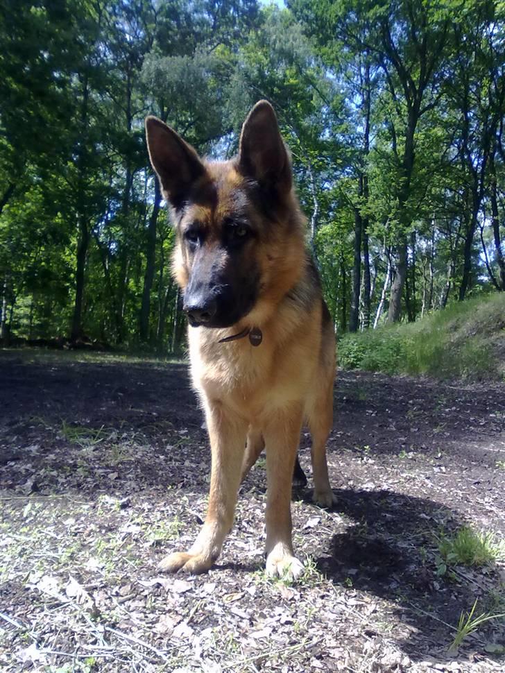 Schæferhund Ashja billede 16