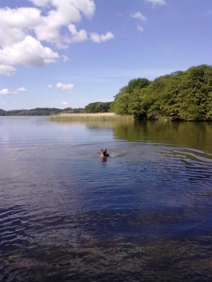 Schæferhund Ashja - Vandsjov på en dejlig sommerdag :-). billede 17