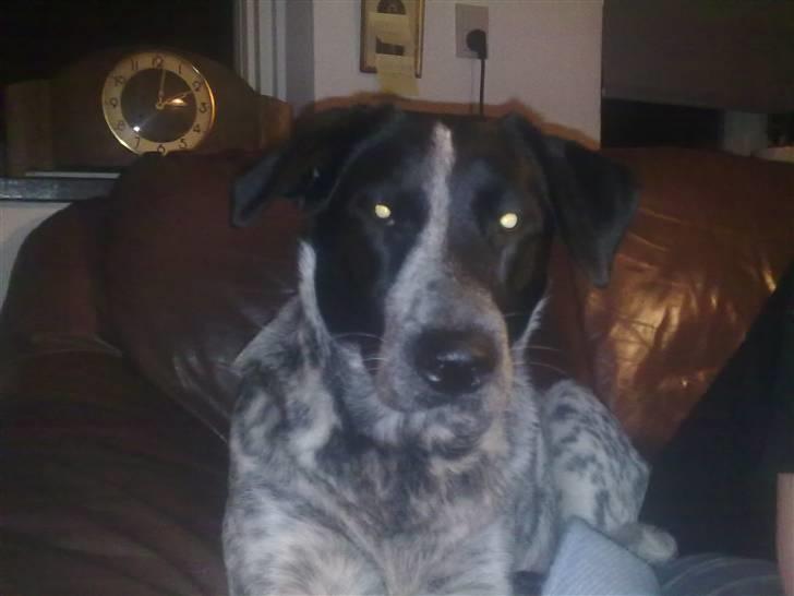 Blanding af racer Mille - Prinsesse Mille slapper af på sofaen ved "KAT" billede 13