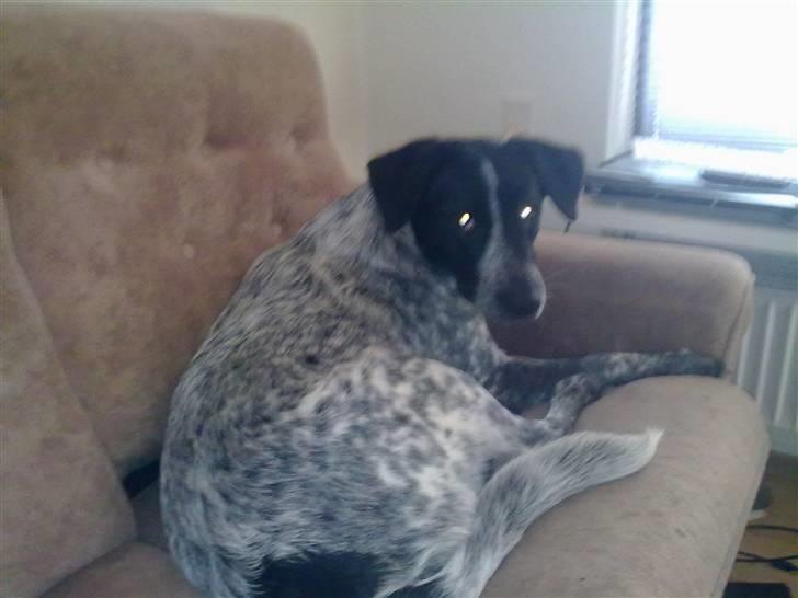 Blanding af racer Mille - Mille slapper af hjemme på sofaen billede 14