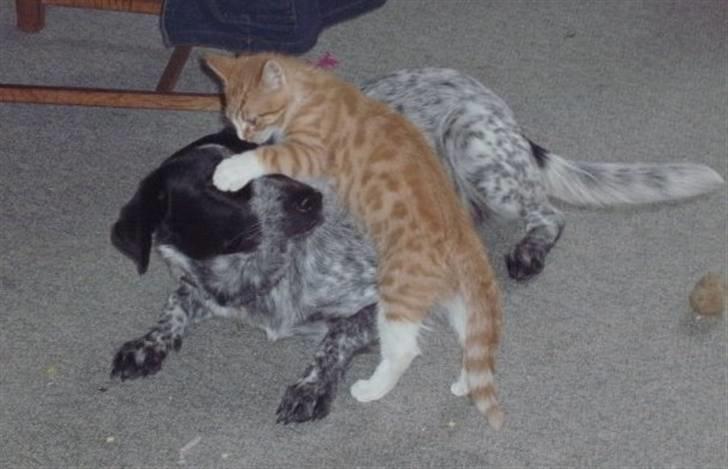 Blanding af racer Mille - Mille og Mulle billede 15