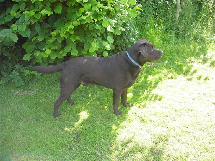 Labrador retriever Jack. R.I.P billede 15