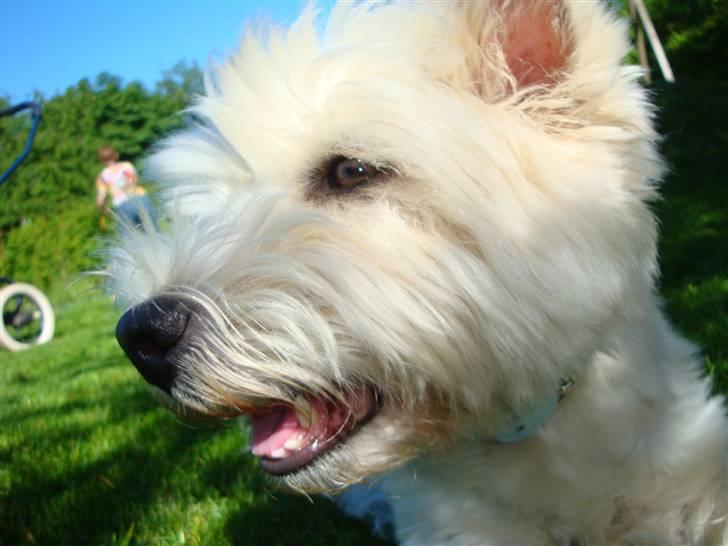 West highland white terrier Sascha billede 6