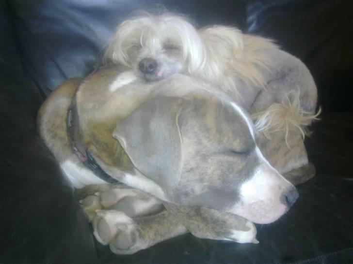 Chinese crested hårløs Lunse billede 15