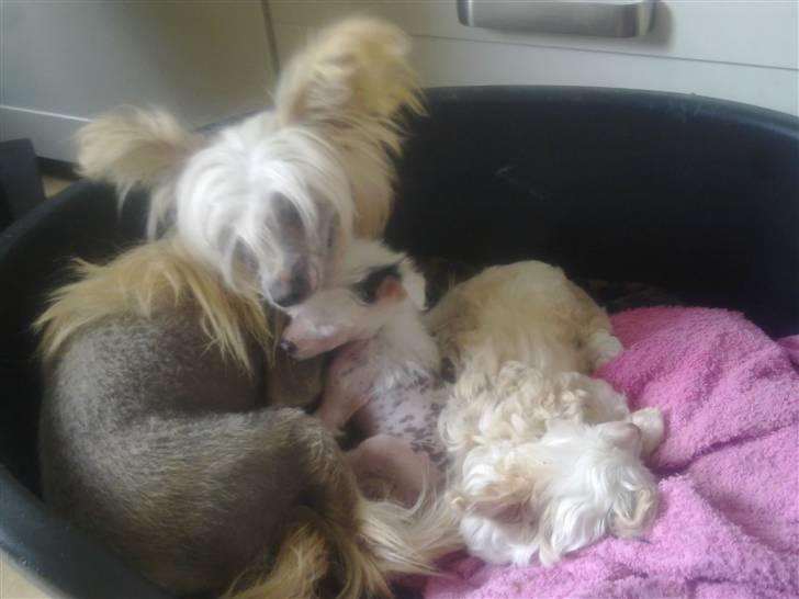 Chinese crested hårløs Lunse billede 16