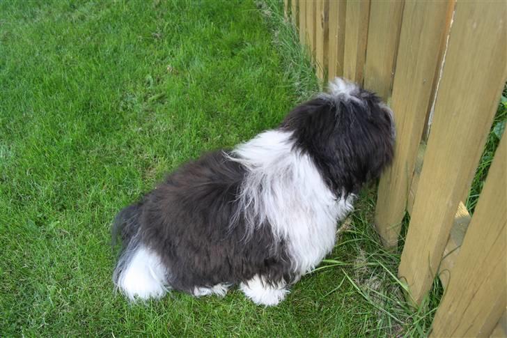 Bichon havanais Madame Stub´s Sir Arthur - Jeg tjekker lige om nabohunden er hjemme. billede 12