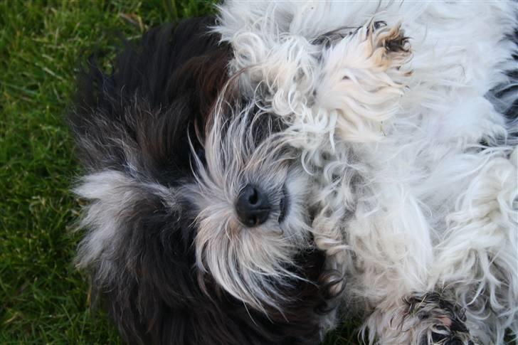 Bichon havanais Madame Stub´s Sir Arthur billede 14