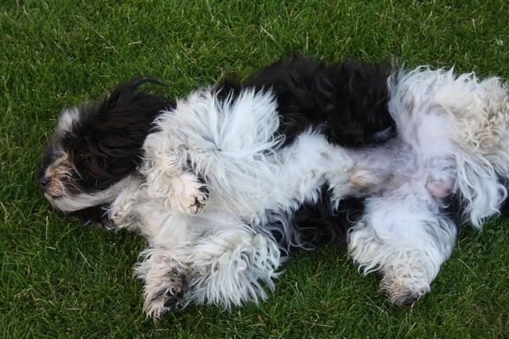 Bichon havanais Madame Stub´s Sir Arthur - Et sjældent syn, af Arthur der ligger stille. billede 15