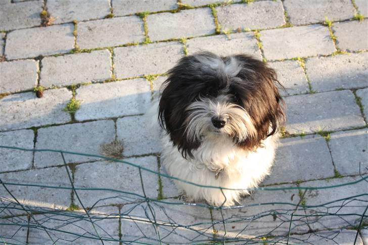 Bichon havanais Madame Stub´s Sir Arthur billede 16